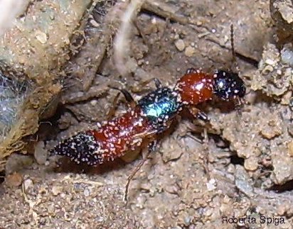 Paederus sp.